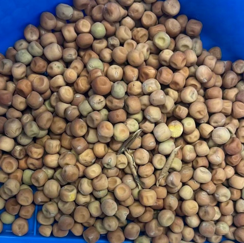 芽苗菜大叶麻豌豆发芽特殊品种