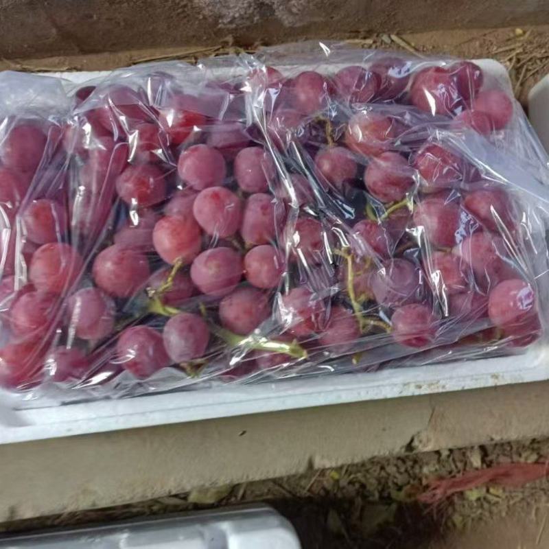 涿鹿红提葡萄量大质优价格优惠一手货源欢迎老板前来