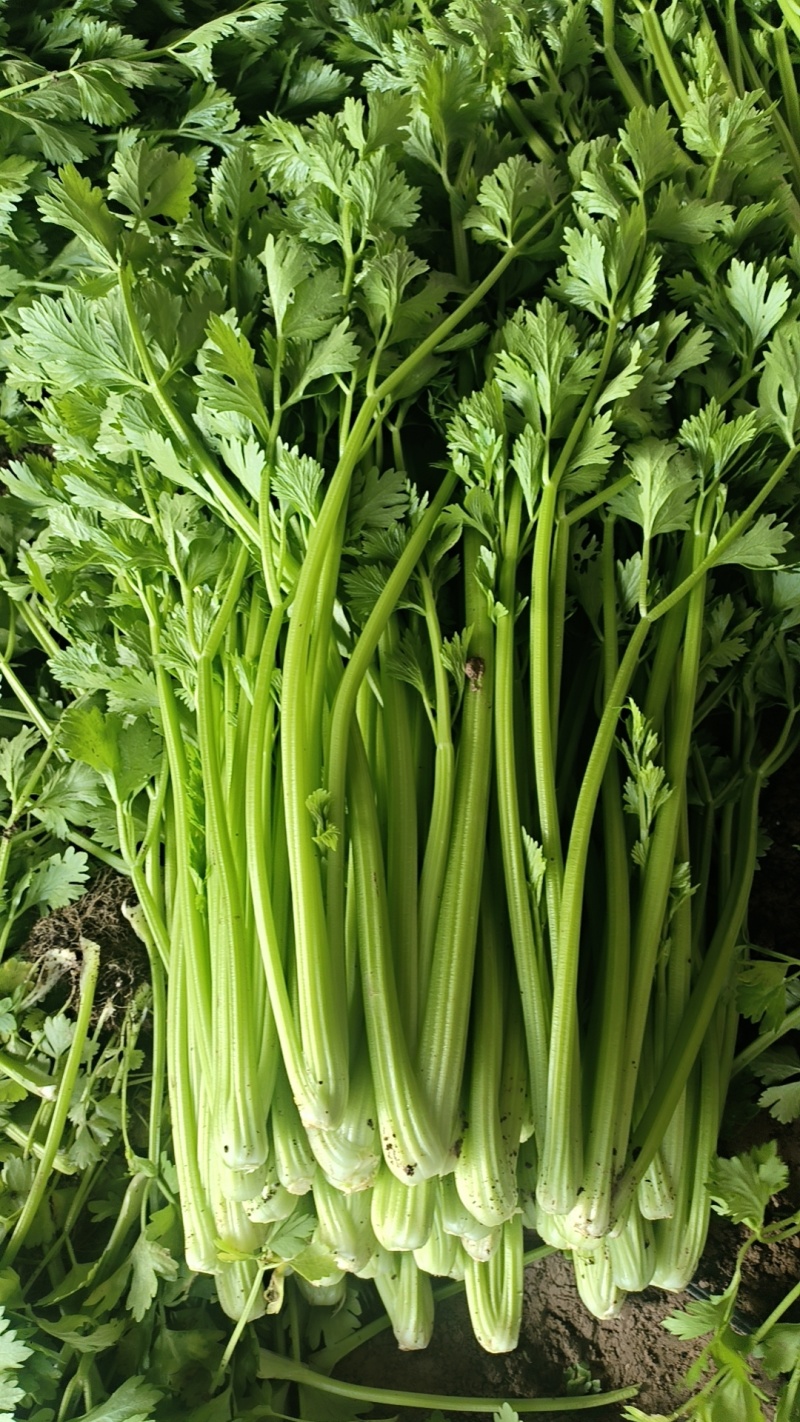 西芹