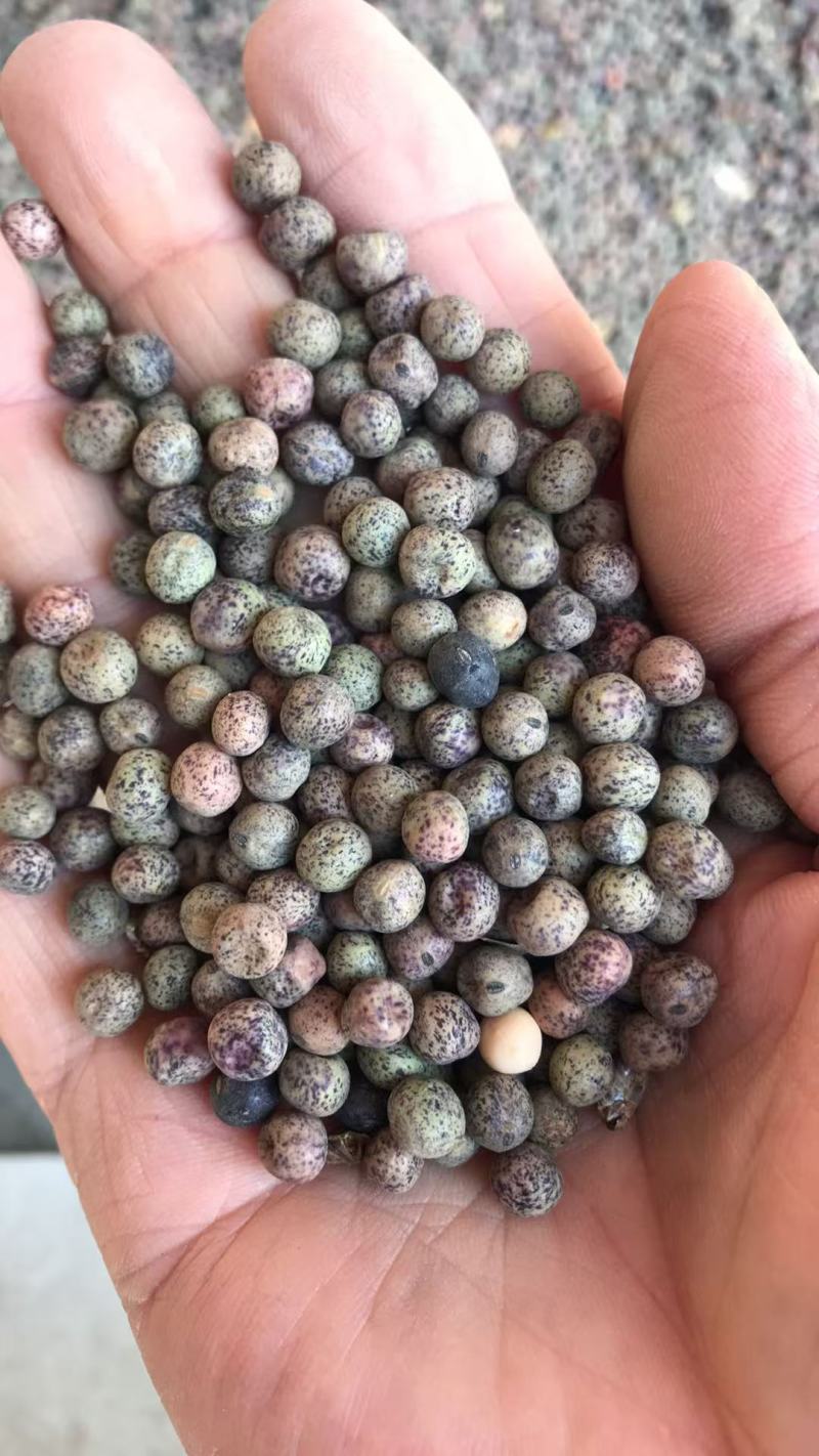 紫花麻豌豆2号麻豌豆芽苗菜种子
