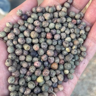 紫花麻豌豆2号麻豌豆芽苗菜种子