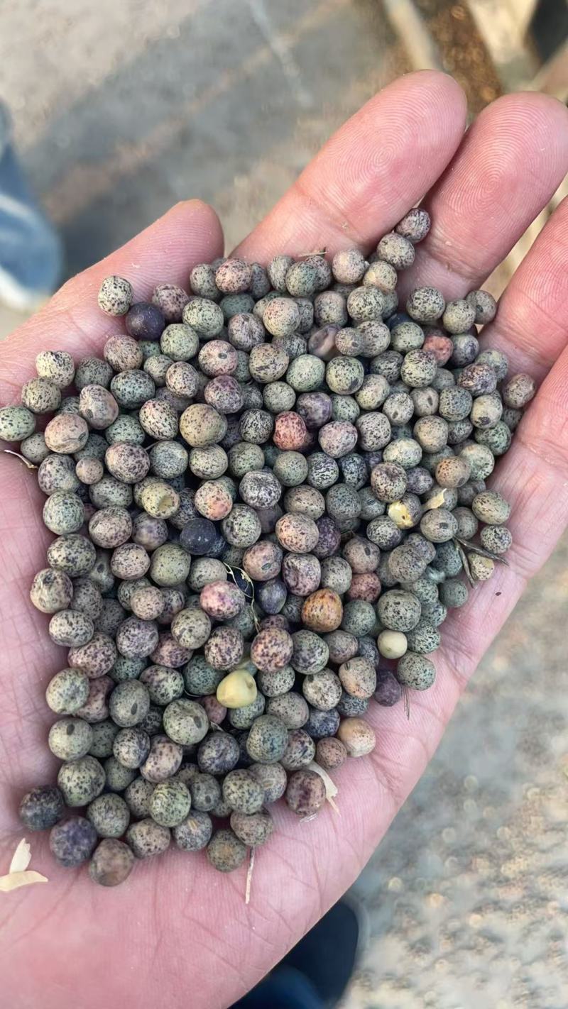 紫花麻豌豆2号麻豌豆芽苗菜种子
