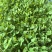 紫花麻豌豆2号麻豌豆芽苗菜种子