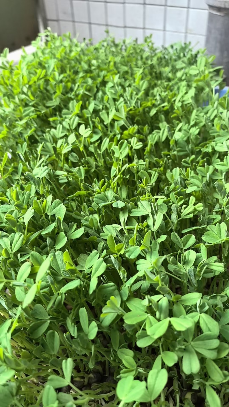 紫花麻豌豆2号麻豌豆芽苗菜种子