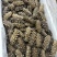 高口鲜食海参8-12头哏啾Q弹不缩水供应商