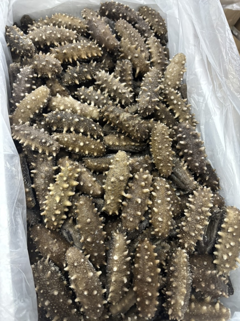 高口鲜食海参8-12头哏啾Q弹不缩水供应商