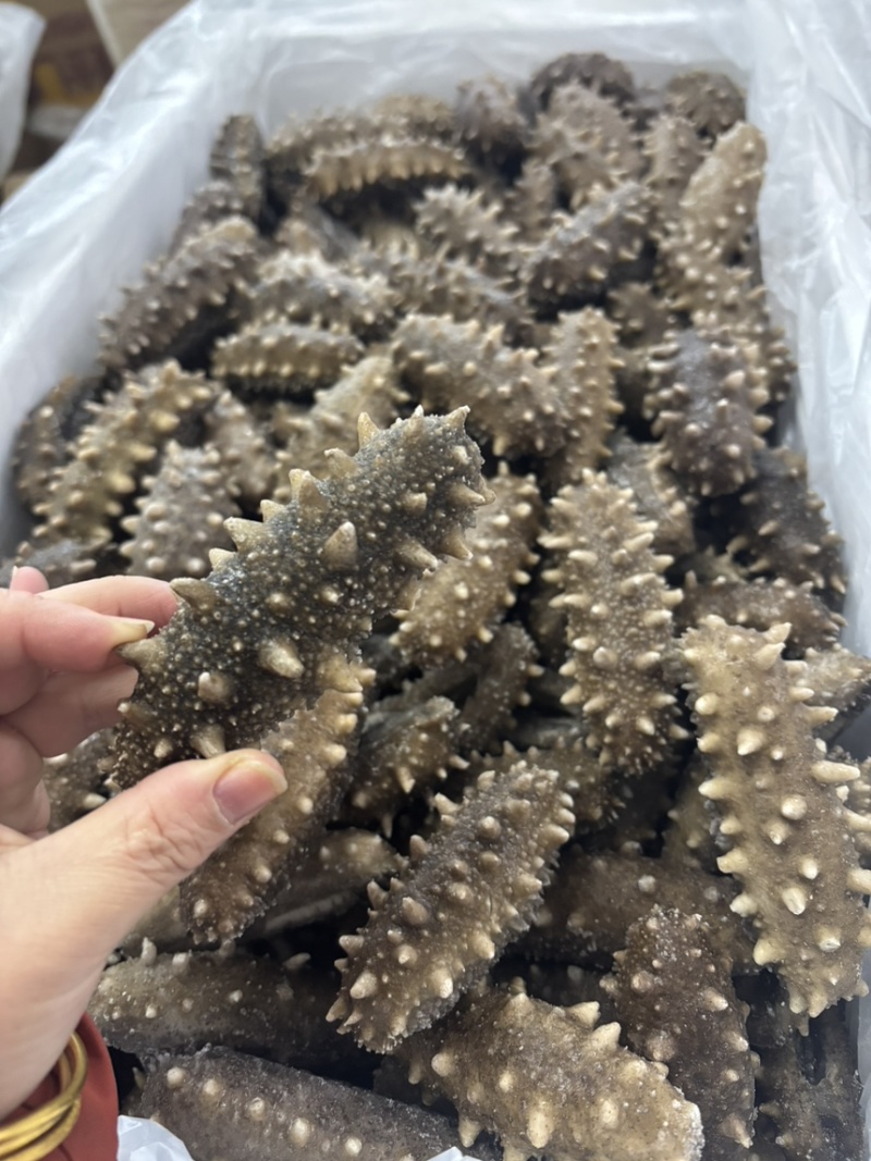 高口鲜食海参8-12头哏啾Q弹不缩水供应商