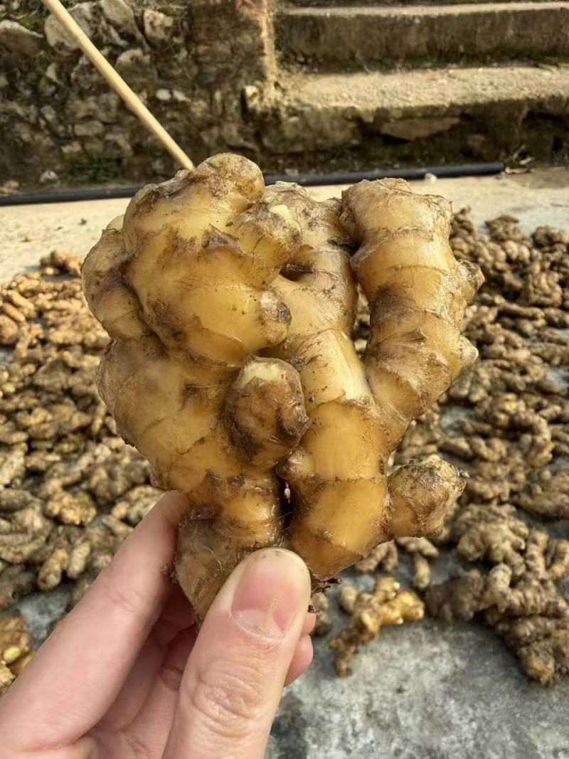 一年老姜，小黄姜