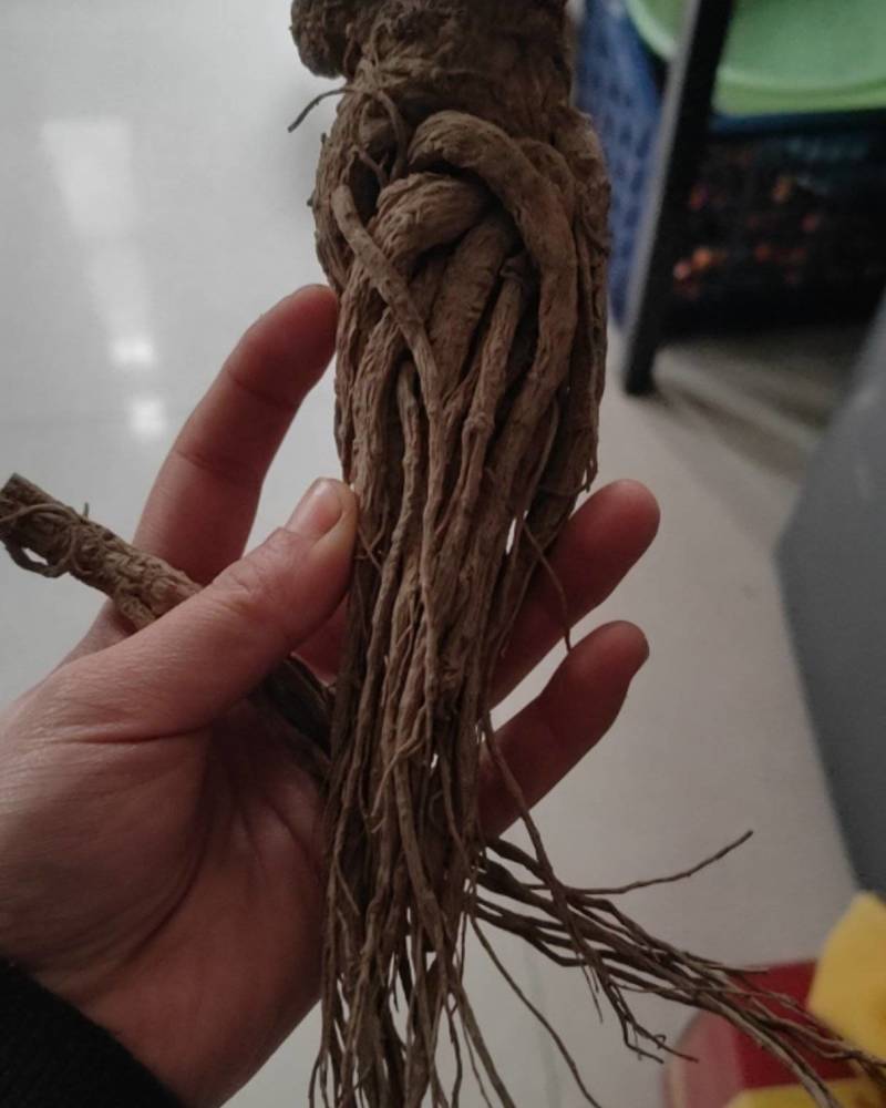 当归，农户自己家凉晒没有硫熏的可包汤炖肉。