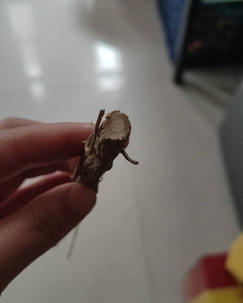 当归，农户自己家凉晒没有硫熏的可包汤炖肉。