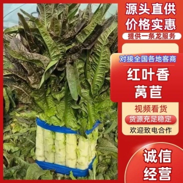 优选当季大宗批发基地直供鲜嫩红叶香莴苣整车直发