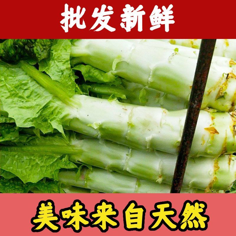 优选当季大宗批发基地直供鲜嫩红叶香莴苣整车直发