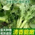 优选当季大宗批发基地直供鲜嫩红叶香莴苣整车直发