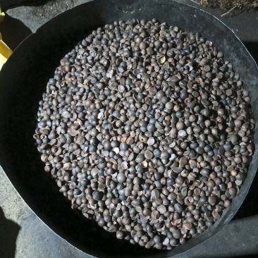 纯野生茶油