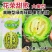 花荣甜歌花美人甜瓜种子大果高糖绿肉抗裂甜瓜种籽早熟