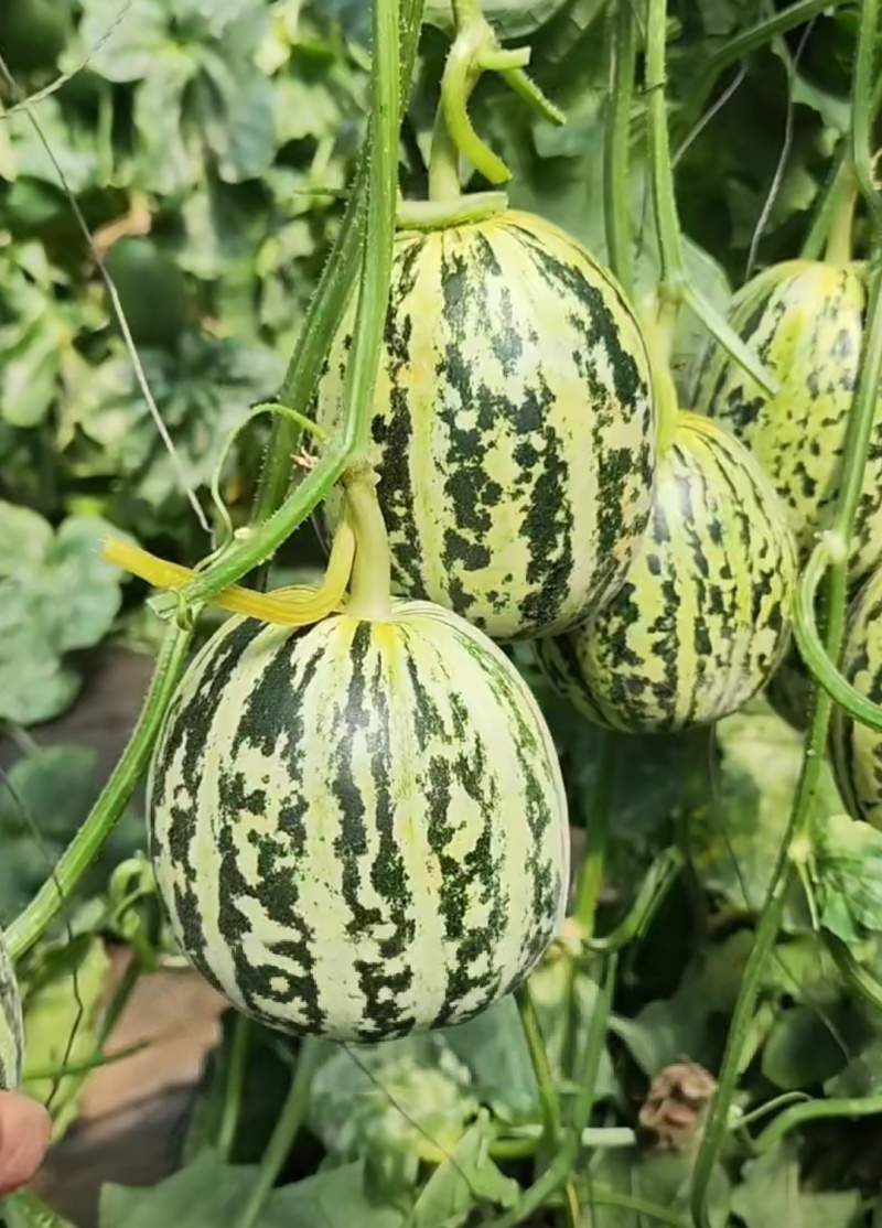 花荣甜歌花美人甜瓜种子大果高糖绿肉抗裂甜瓜种籽早熟