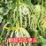 花荣甜歌花美人甜瓜种子大果高糖绿肉抗裂甜瓜种籽早熟