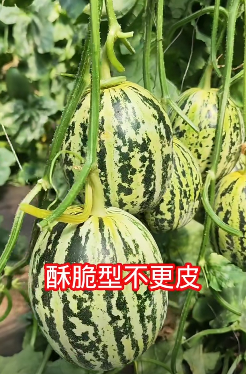 花荣甜歌花美人甜瓜种子大果高糖绿肉抗裂甜瓜种籽早熟
