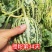 花荣甜歌花美人甜瓜种子大果高糖绿肉抗裂甜瓜种籽早熟