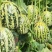 花荣甜歌花美人甜瓜种子大果高糖绿肉抗裂甜瓜种籽早熟