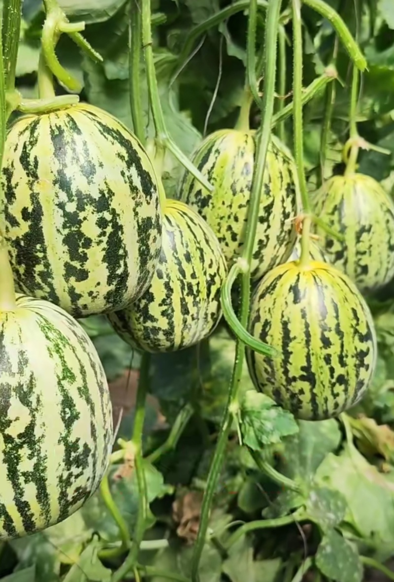 花荣甜歌花美人甜瓜种子大果高糖绿肉抗裂甜瓜种籽早熟