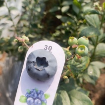 花香蓝莓