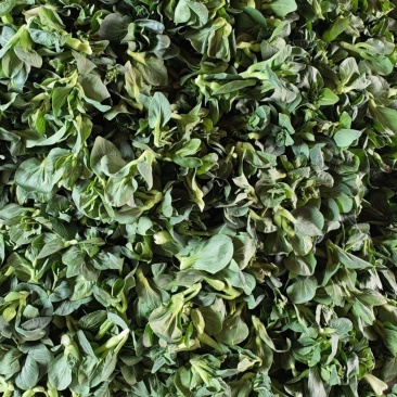 露天苏州青菜苔