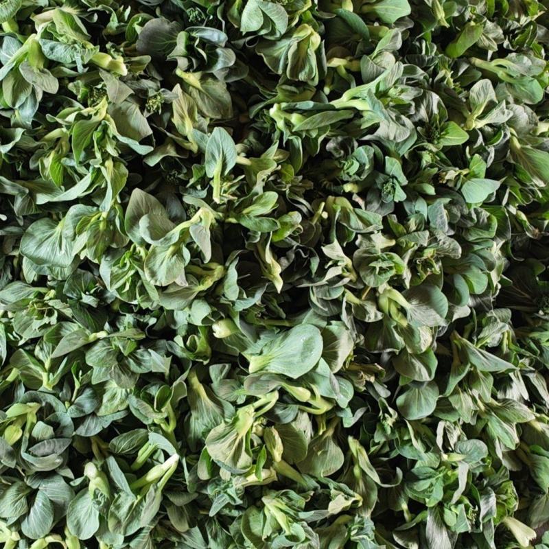 露天苏州青菜苔