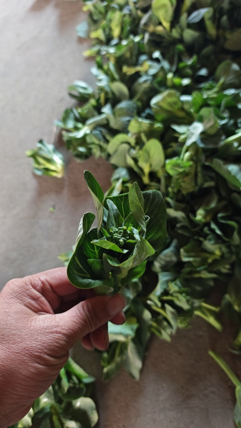 露天苏州青菜苔