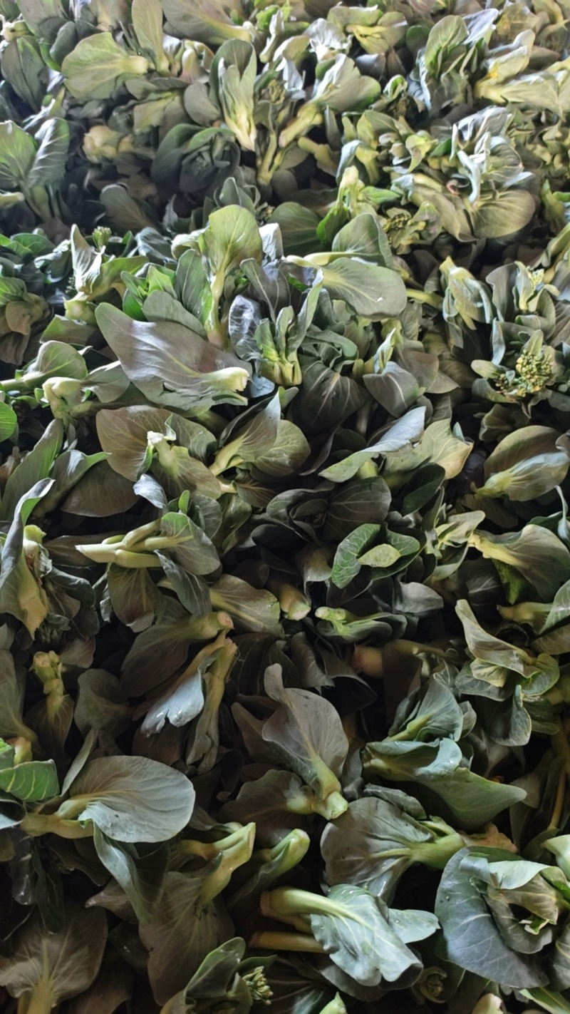 露天苏州青菜苔