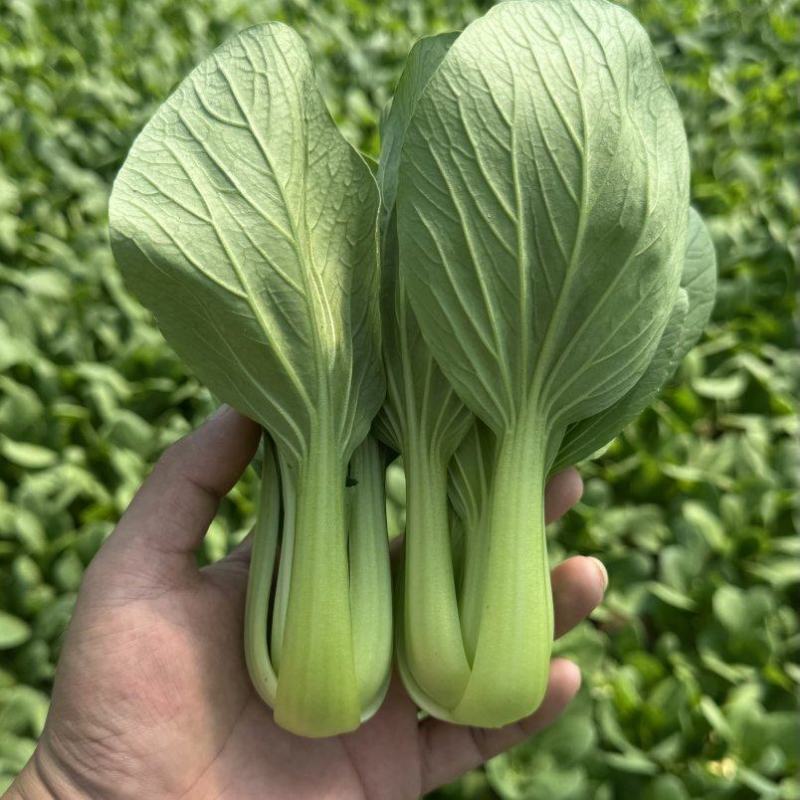 山东曹县上海青油菜，一手货源，基地直发，量大从优欢迎咨询