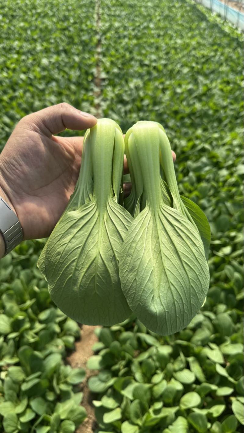 山东曹县上海青油菜，一手货源，基地直发，量大从优欢迎咨询
