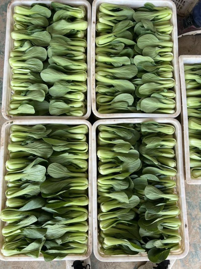 山东曹县上海青油菜，一手货源，基地直发，量大从优欢迎咨询