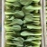 山东曹县上海青油菜，一手货源，基地直发，量大从优欢迎咨询