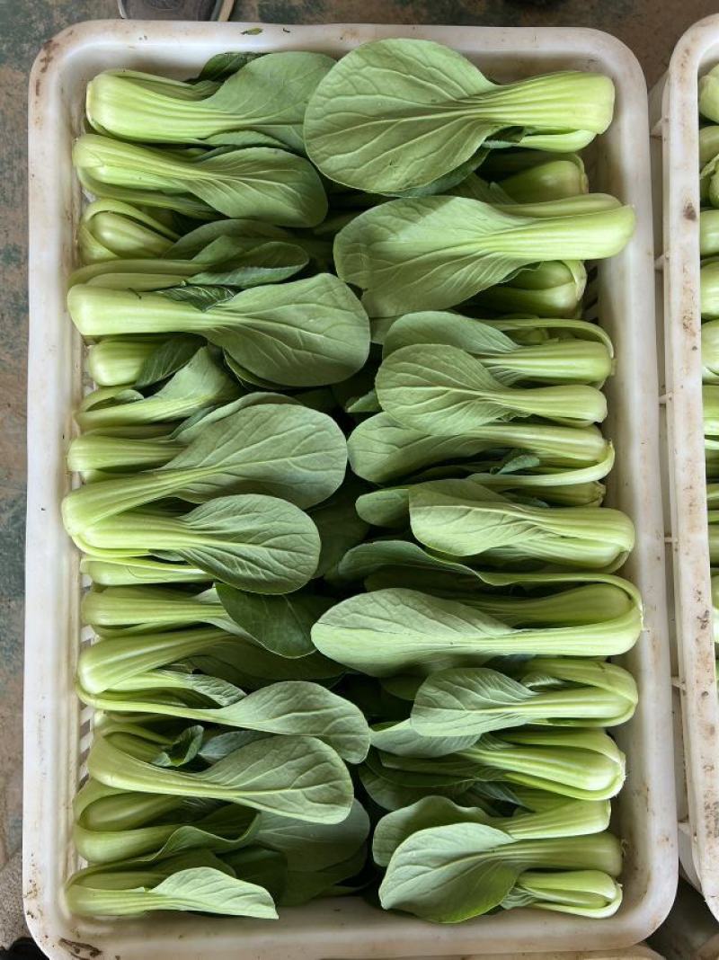 山东曹县上海青油菜，一手货源，基地直发，量大从优欢迎咨询
