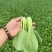 山东曹县上海青油菜，一手货源，基地直发，量大从优欢迎咨询