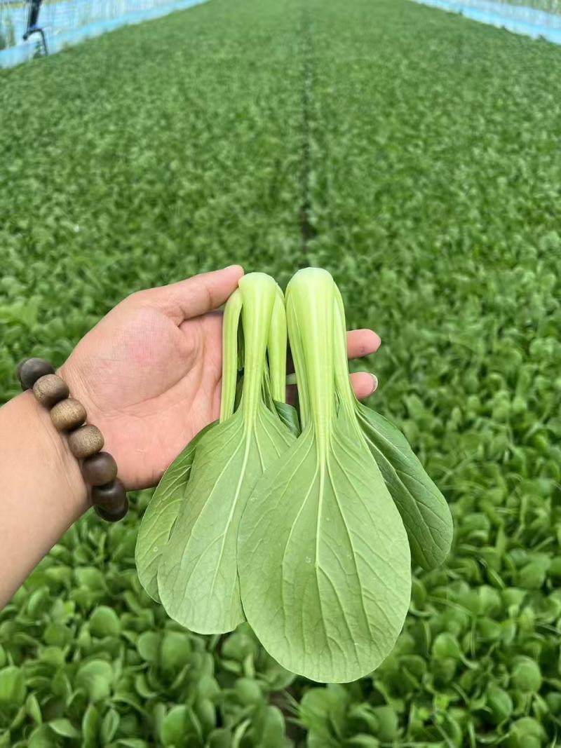 山东曹县上海青油菜，一手货源，基地直发，量大从优欢迎咨询