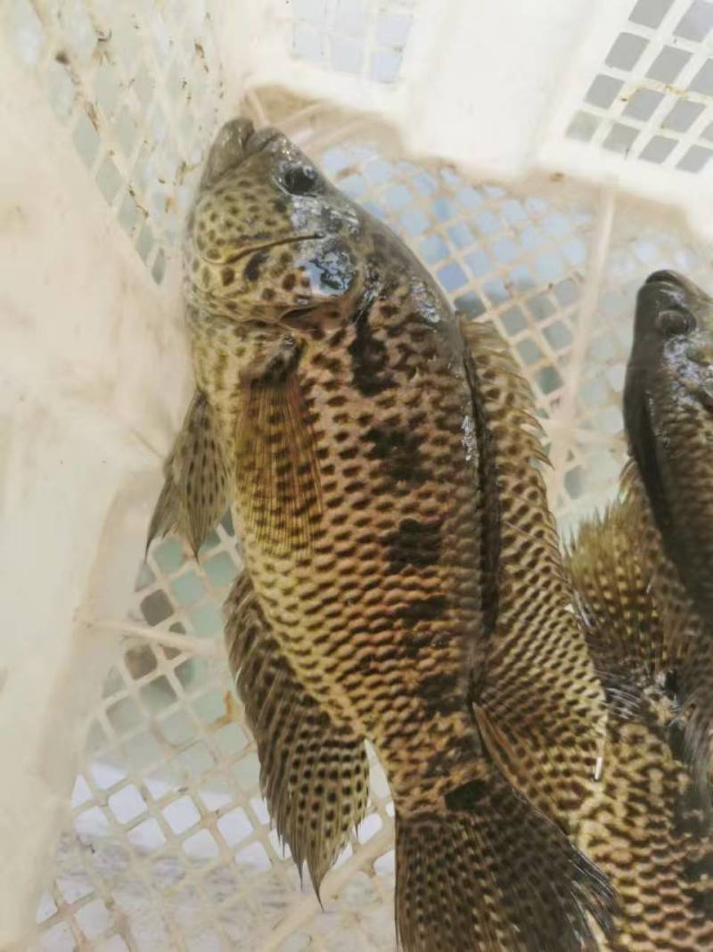 石斑鱼淡水石斑鱼，花斑鱼，桂花斑鱼冻品