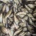 石斑鱼淡水石斑鱼，花斑鱼，桂花斑鱼冻品
