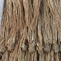 岷县当归