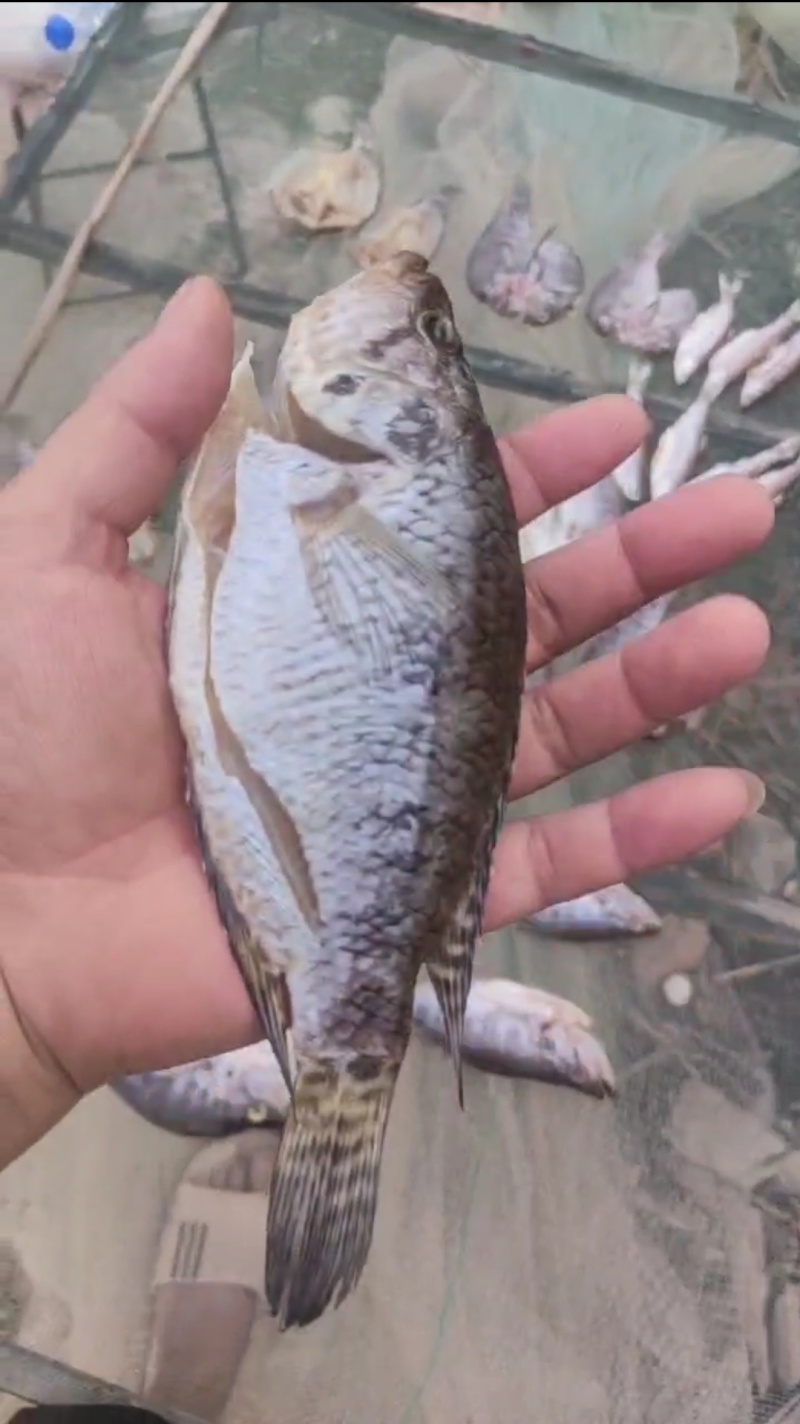 石斑鱼淡水石斑鱼干，花斑鱼，桂花斑鱼风干鱼，盐干鱼半干鱼