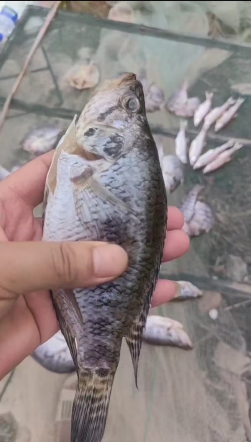 石斑鱼淡水石斑鱼干，花斑鱼，桂花斑鱼风干鱼，盐干鱼半干鱼
