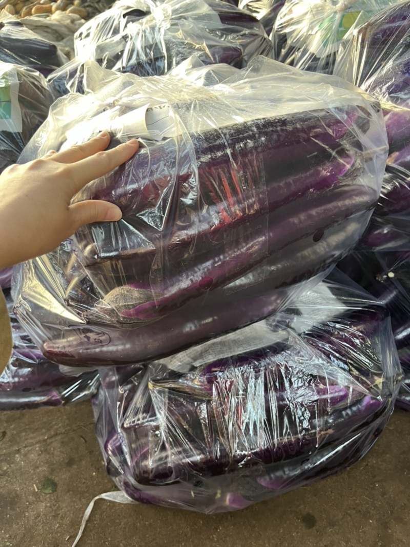 【精品】广东紫长茄，新鲜货源，对接各大电商商超，欢迎咨询