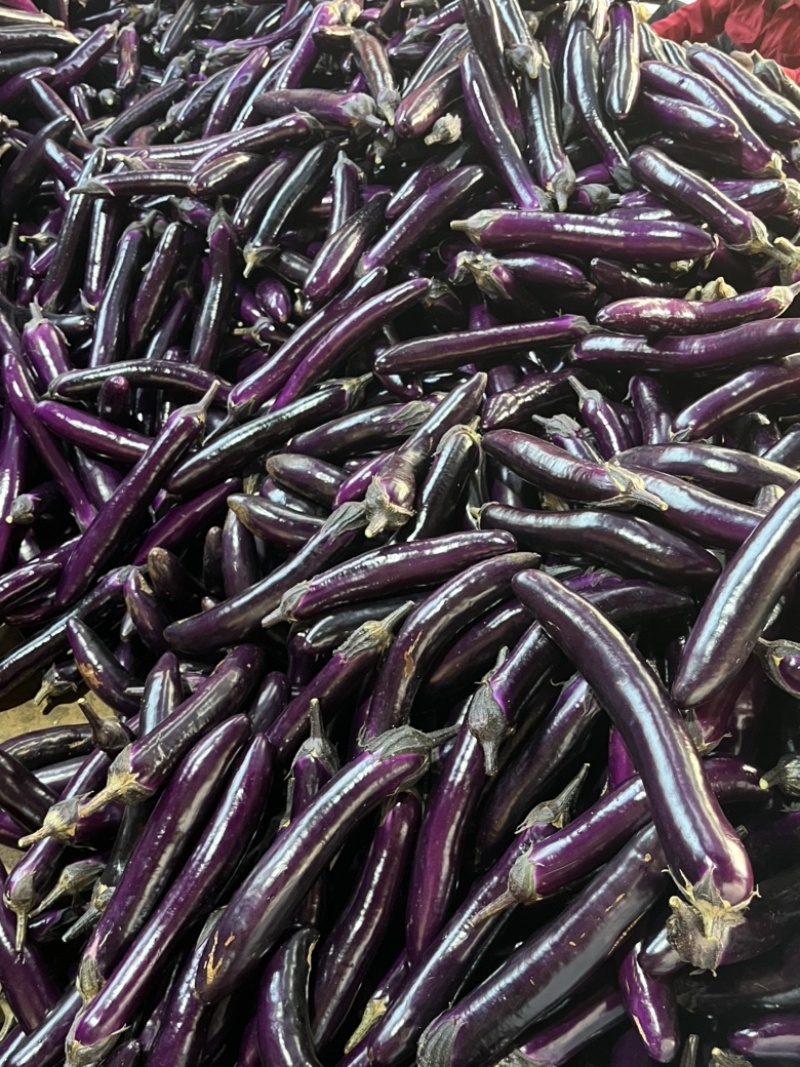 【精品】广东紫长茄，新鲜货源，对接各大电商商超，欢迎咨询