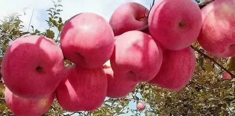 延安宜川苹果