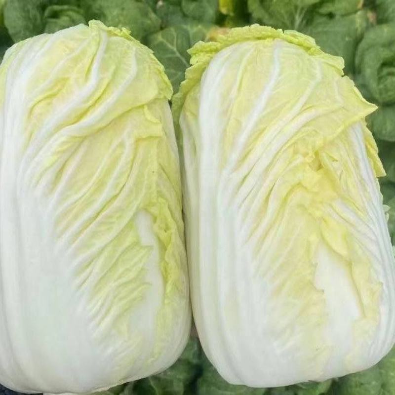 云南高山娃娃菜