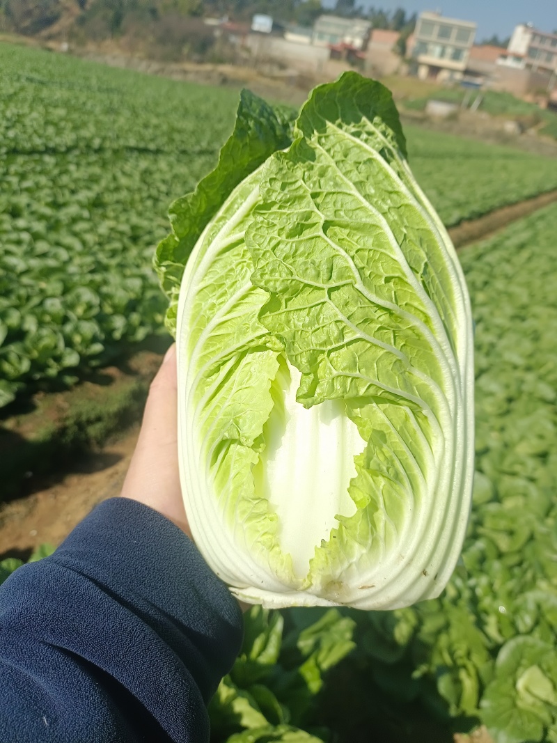 云南高山娃娃菜