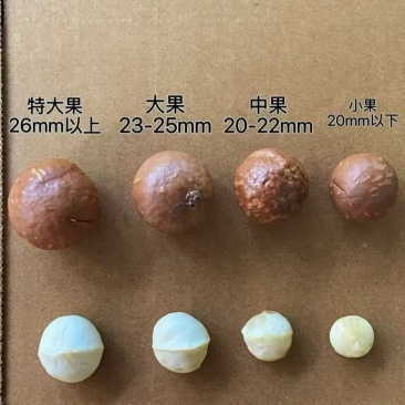 最新夏威夷果，工厂直销，可一件代发，欢迎实地参观考察