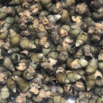 清水石螺炮头