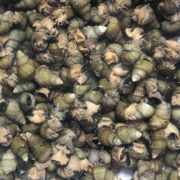 清水石螺炮头